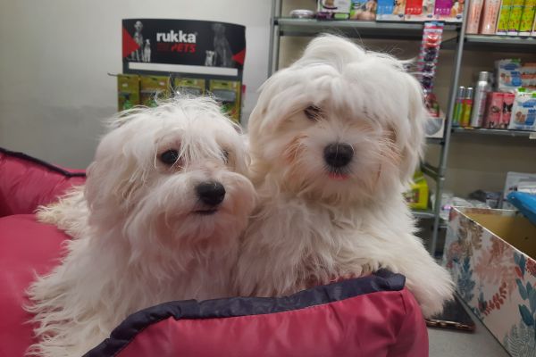 Maltesi cuccioli maltesicuccioli1234.jpg