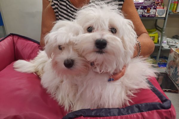 Maltesi cuccioli maltesicuccioli12345.jpg