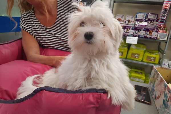 Maltesi cuccioli maltesicuccioli123456.jpg
