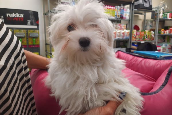 Maltesi cuccioli maltesicuccioli12345678.jpg