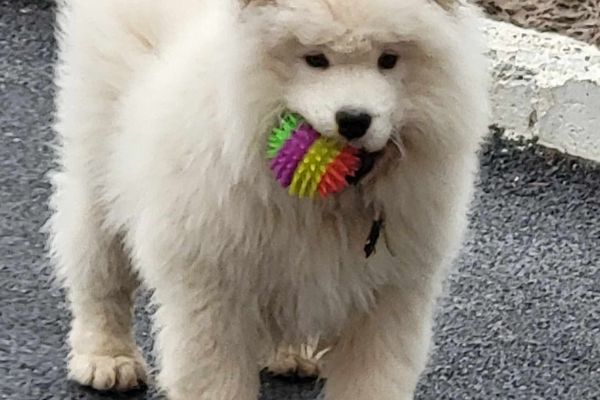 Samoiedo cuccioli in vendita samoiedocuccioliinvendita.jpg