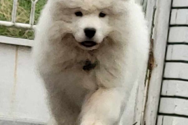 Samoiedo cuccioli in vendita samoiedocuccioliinvendita1.jpg