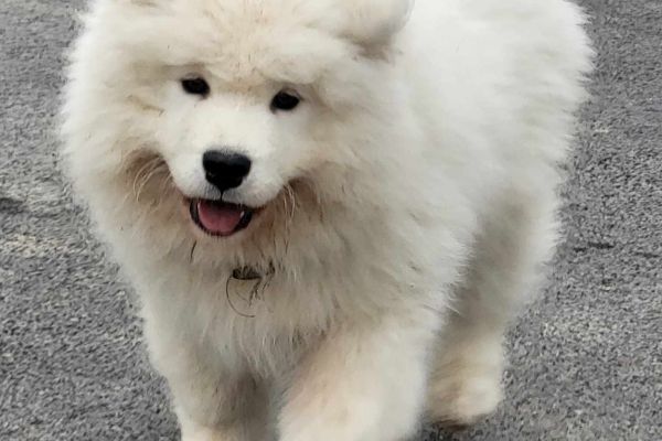 Samoiedo cuccioli in vendita samoiedocuccioliinvendita12.jpg