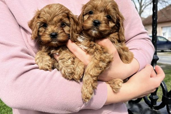 Cavapoo cuccioli in vendita cavapoocuccioliinvendita.jpg