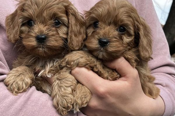 Cavapoo cuccioli in vendita cavapoocuccioliinvendita1.jpg