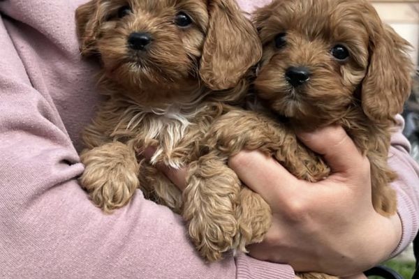 Cavapoo cuccioli in vendita cavapoocuccioliinvendita12.jpg