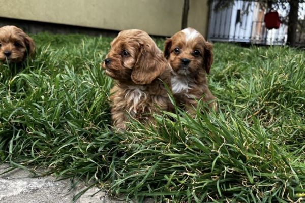 Cavapoo cuccioli in vendita cavapoocuccioliinvendita123.jpg