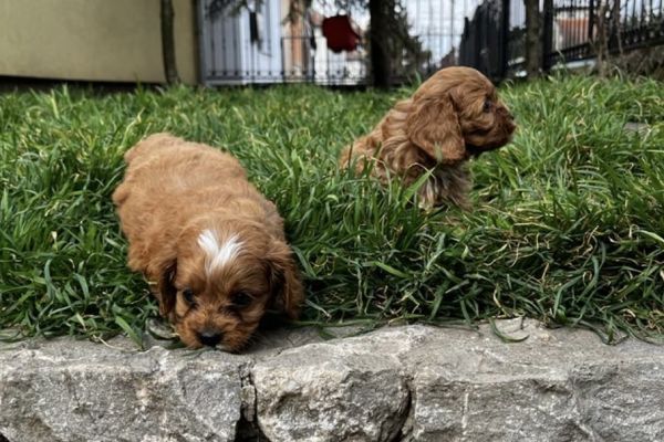 Cavapoo cuccioli in vendita cavapoocuccioliinvendita12345.jpg