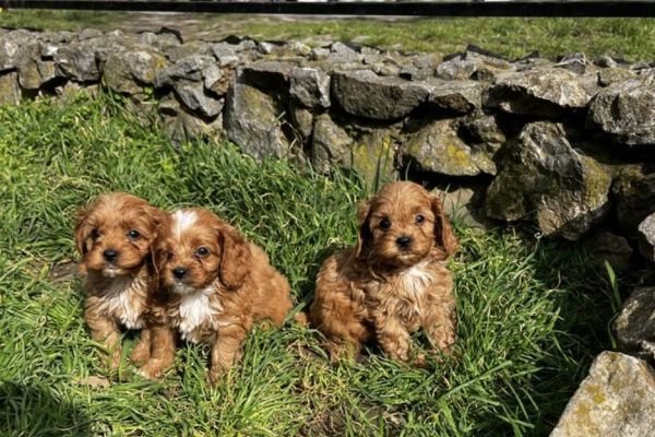 Cavapoo cuccioli in vendita cavapoocuccioliinvendita123456.jpg