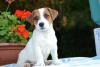 Jack russell terrier cuccioli allevamento della verde Scozia 402756b.jpg