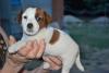 Jack russell terrier cuccioli allevamento della verde Scozia 402756c.jpg