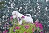 Jack russell terrier cuccioli allevamento della verde Scozia 402756e.jpg
