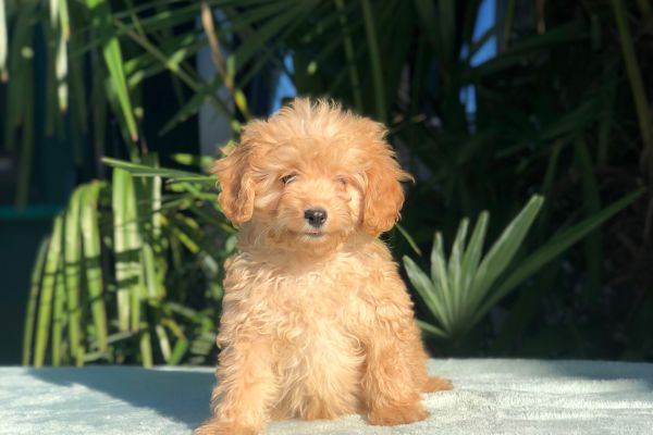 maltipoo maltipoo.jpg