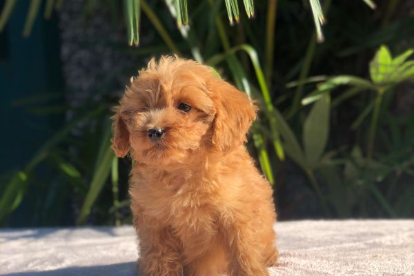 maltipoo maltipoo1.jpg