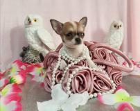 Chihuahua femmina pelo raso bianco arancio toy Chihuahuafemminapelorasobiancoaranciotoy.jpg