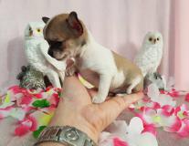 Chihuahua femmina pelo raso bianco arancio toy Chihuahuafemminapelorasobiancoaranciotoy1.jpg