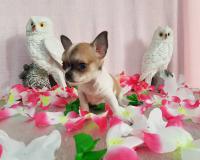 Chihuahua femmina pelo raso bianco arancio toy Chihuahuafemminapelorasobiancoaranciotoy12.jpg