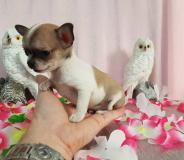 Chihuahua femmina pelo raso bianco arancio toy Chihuahuafemminapelorasobiancoaranciotoy123.jpg