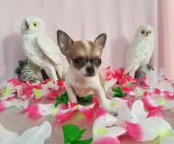 Chihuahua femmina pelo raso bianco arancio toy Chihuahuafemminapelorasobiancoaranciotoy1234.jpg