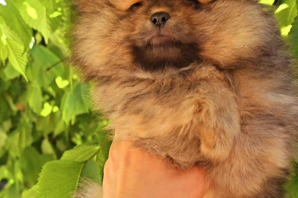 Spitz di Pomerania cuccioli spitzdipomeraniacuccioli.jpg