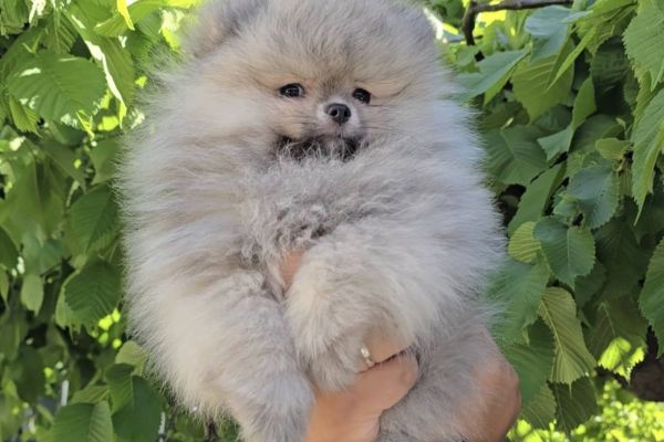 Spitz di Pomerania cuccioli spitzdipomeraniacuccioli1.jpg