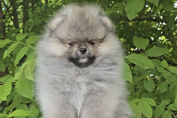 Spitz di Pomerania cuccioli spitzdipomeraniacuccioli12.jpg