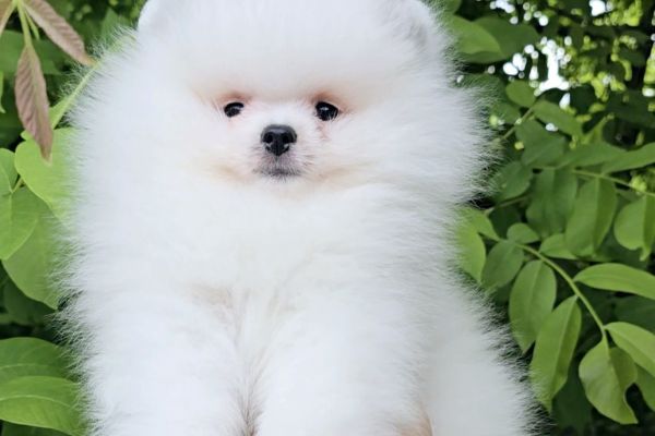 Spitz di Pomerania cuccioli spitzdipomeraniacuccioli123.jpg
