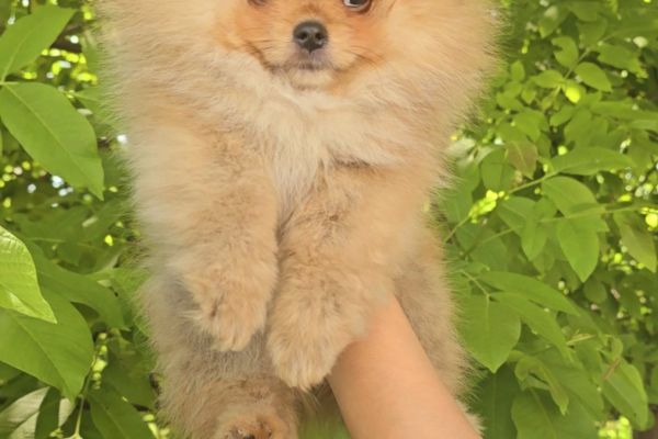 Spitz di Pomerania cuccioli spitzdipomeraniacuccioli12345.jpg