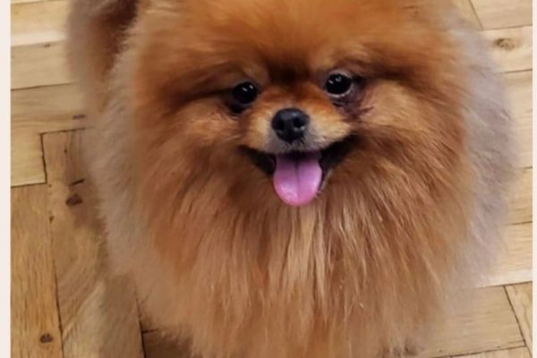 Spitz di Pomerania cuccioli spitzdipomeraniacuccioli123456.jpg