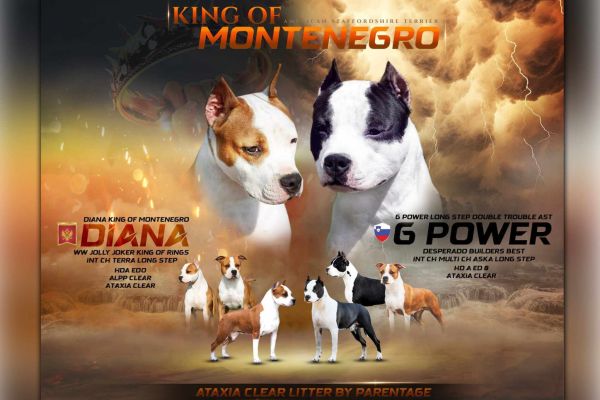 American Staffordshire Terrier cuccioli americanstaffordshireterriercu.jpg