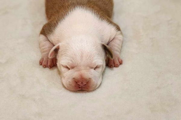 American Staffordshire Terrier cuccioli americanstaffordshireterriercu1.jpg