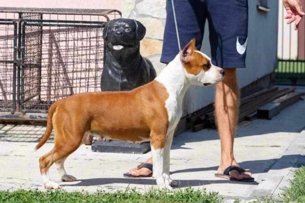 American Staffordshire Terrier cuccioli americanstaffordshireterriercu12.jpg