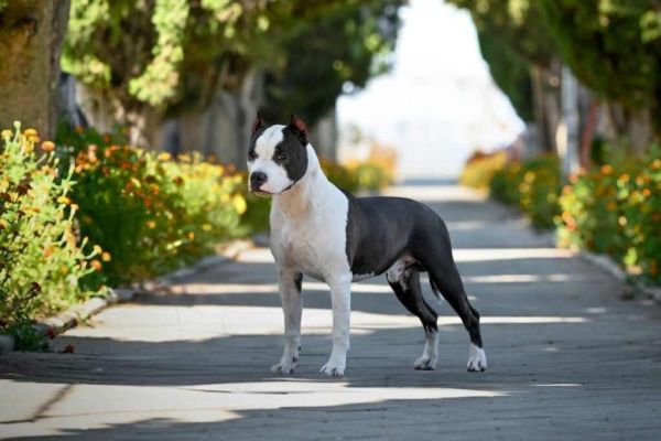 American Staffordshire Terrier cuccioli americanstaffordshireterriercu123.jpg