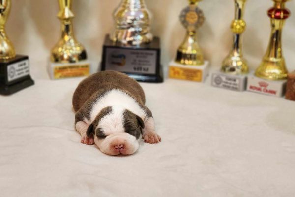 American Staffordshire Terrier cuccioli americanstaffordshireterriercu12345.jpg