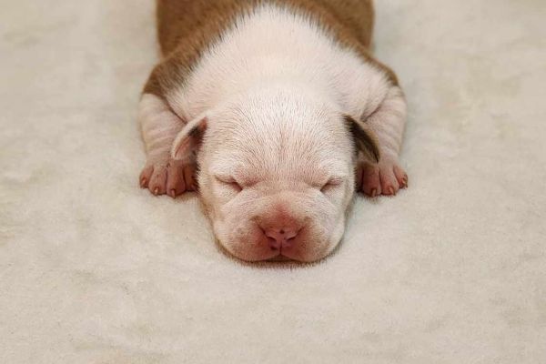American Staffordshire Terrier cuccioli americanstaffordshireterriercu12345678.jpg