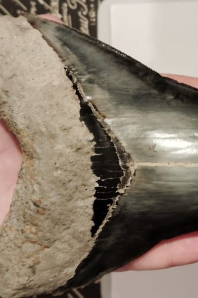 DENTI MEGALODON ORIGINALI AL 100% IN VENDITA. dentimegalodonoriginalial100in12.jpeg