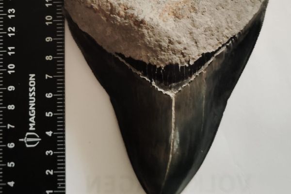 DENTI MEGALODON ORIGINALI AL 100% IN VENDITA. dentimegalodonoriginalial100in123.jpeg