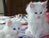 Cuccioli di gatto Maine Coon con pedigree 452781a.jpg