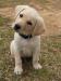 LABRADOR MIELE CON PEDIGREE ENCI 453401c.jpg