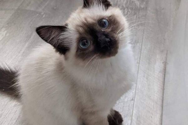 Magnifici cuccioli di siamese magnificicucciolidisiamese1.jpg