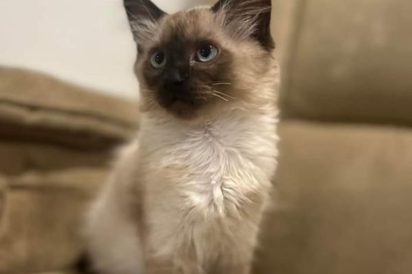 Magnifici cuccioli di siamese magnificicucciolidisiamese12.jpg