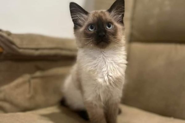 Magnifici cuccioli di siamese magnificicucciolidisiamese123.jpg