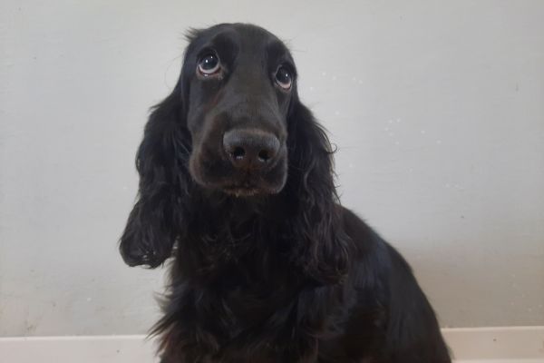 Cocker Spaniel neri cuccioli cockerspanielnericuccioli1.jpg