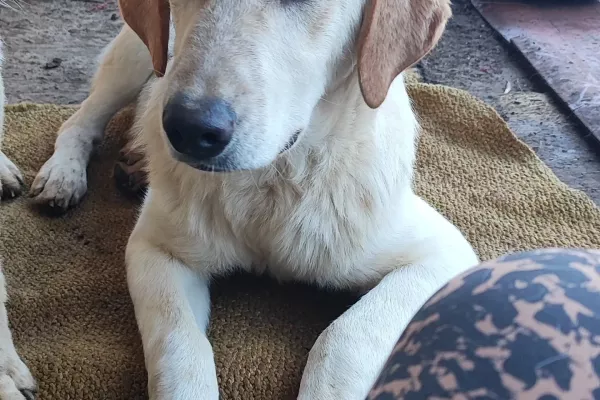 Ciko giovane, incrocio labrador cikogiovaneincrociolabrador.jpg