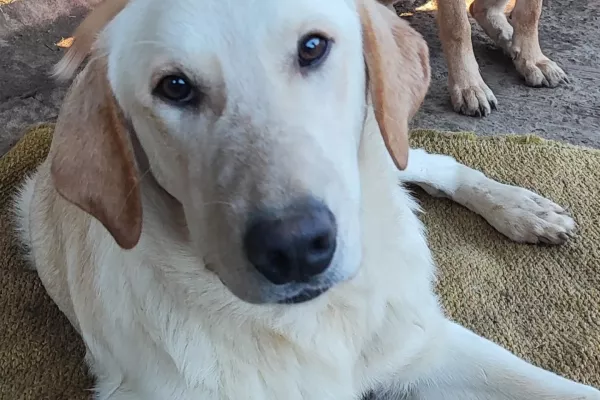 Ciko giovane, incrocio labrador cikogiovaneincrociolabrador1.jpg