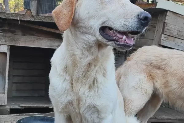 Ciko giovane, incrocio labrador cikogiovaneincrociolabrador12.jpg