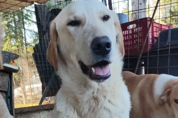 Ciko giovane, incrocio labrador cikogiovaneincrociolabrador123.jpg