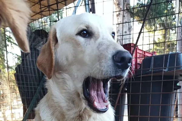 Ciko giovane, incrocio labrador cikogiovaneincrociolabrador1234.jpg