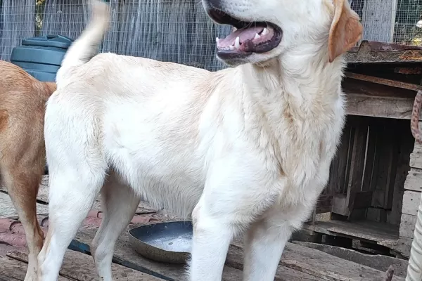 Ciko giovane, incrocio labrador cikogiovaneincrociolabrador1234567.jpg