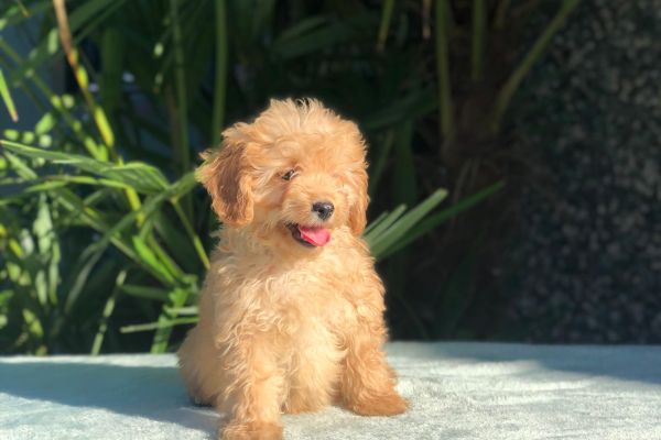 maltipoo maltipoo.jpg